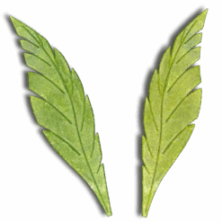 Empreinte Silicone Pâtisserie Kit Feuille Plume 300mm